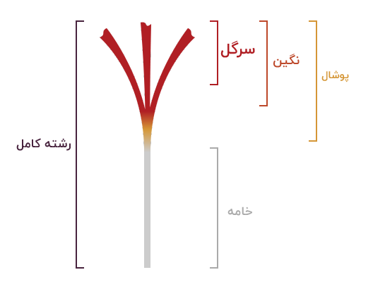 انواع زعفران در شیراز